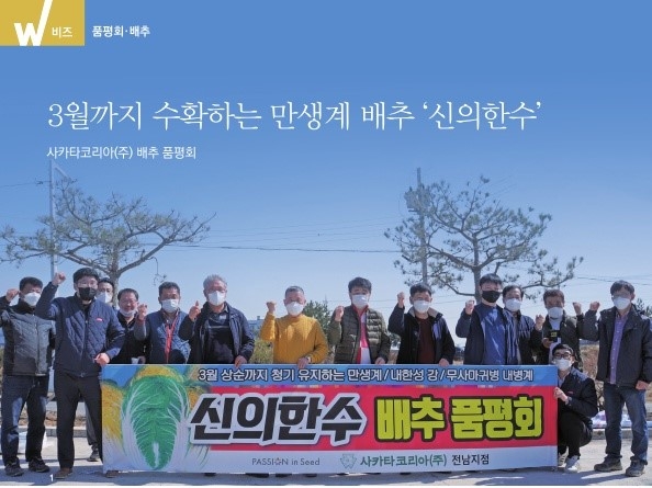 3월까지 수확하는 만생계 배추 '신의한수'. 사카타코리아(주) 배추 품평회