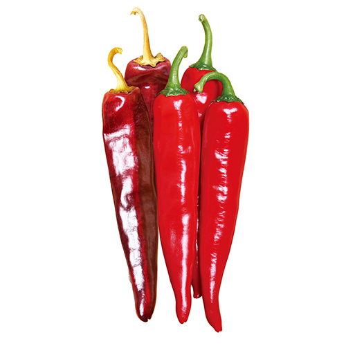 에이스칼라