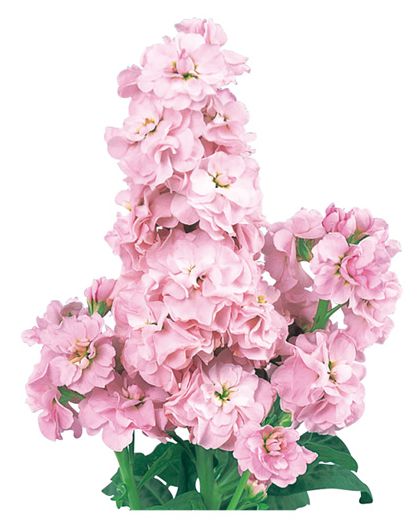 마임 라이트핑크