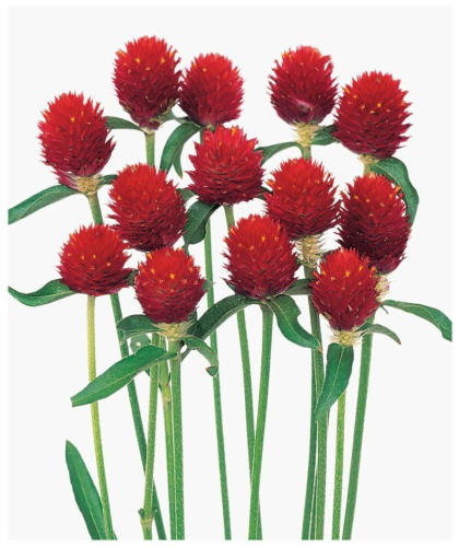 스트로베리필드