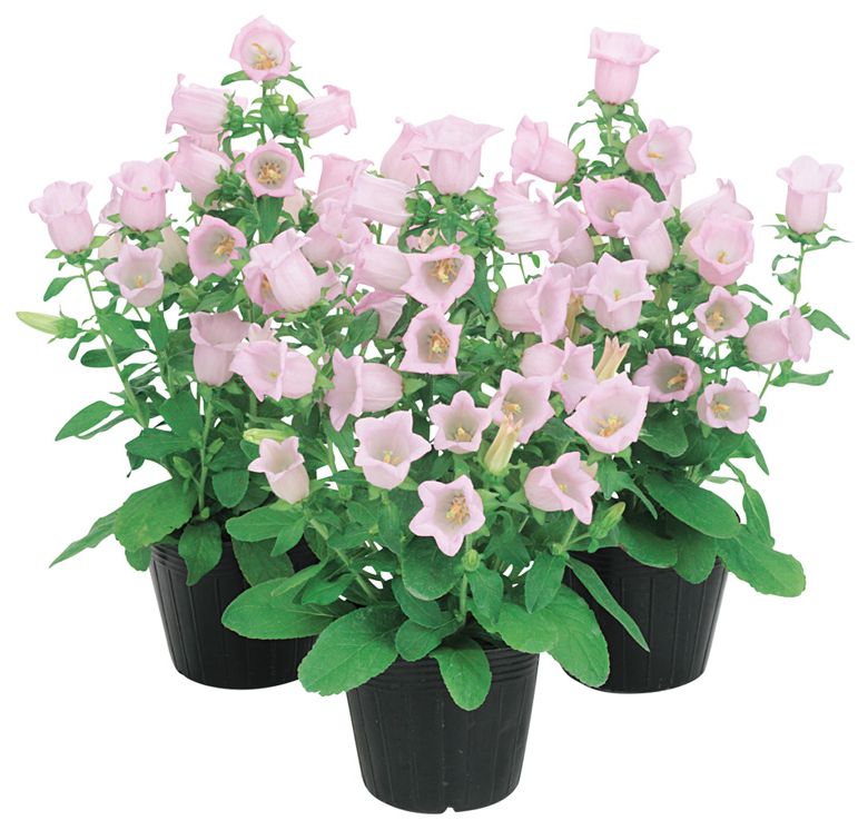 어필 라이트핑크