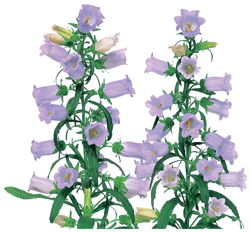 챔피온 스카이블루ver.2