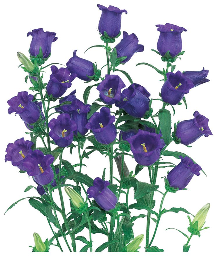 챔피온 퍼플ver.2