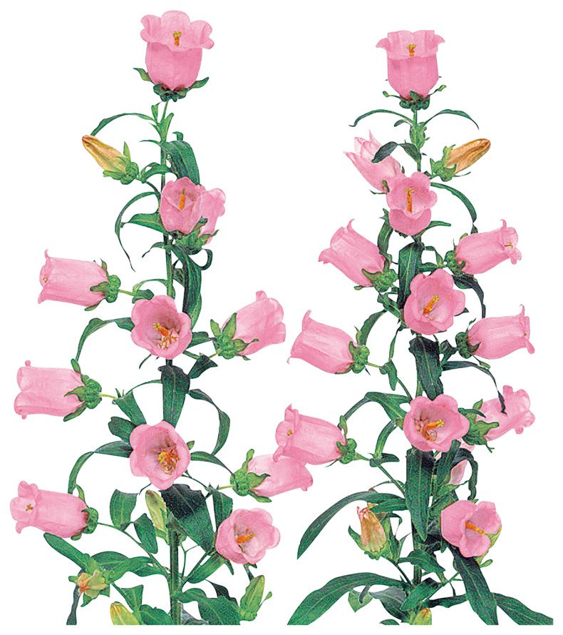 챔피온 핑크ver.2