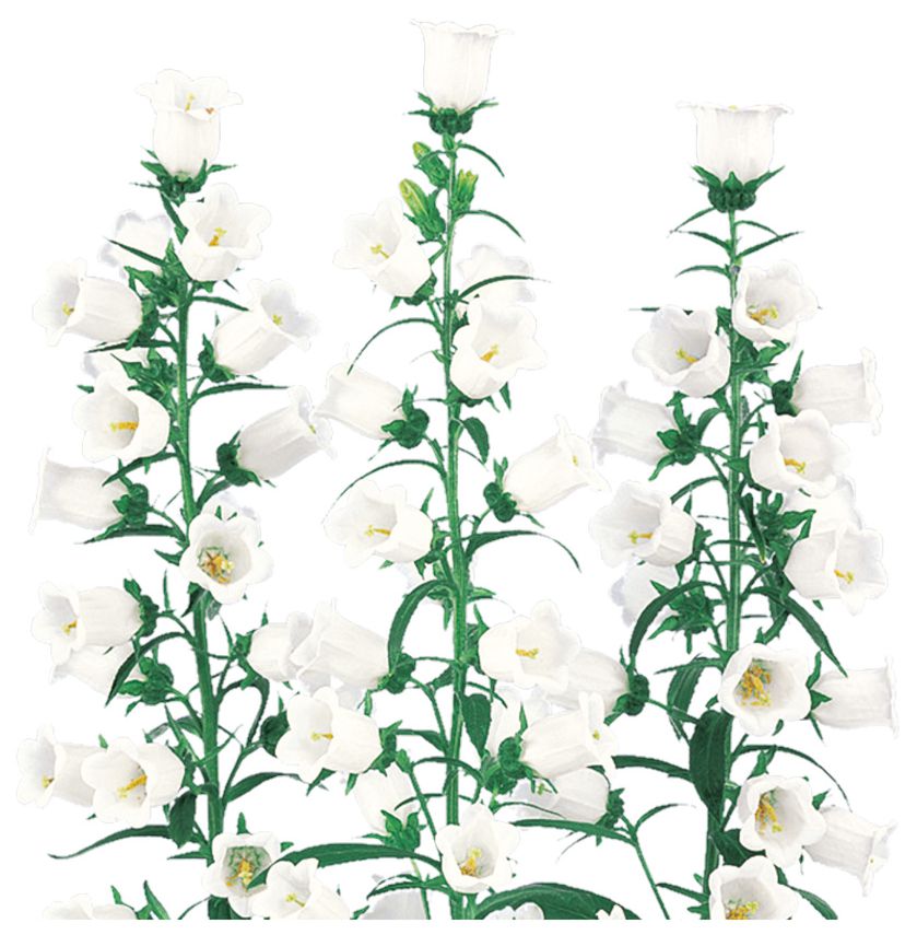 챔피온 화이트ver.2