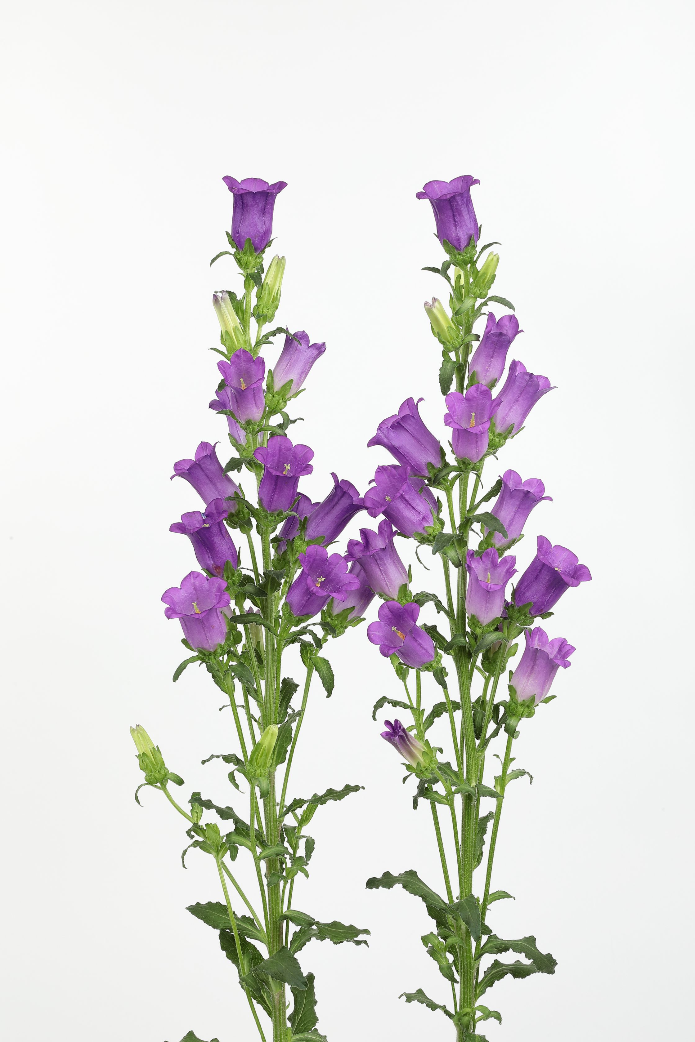 챔피온2 딥블루