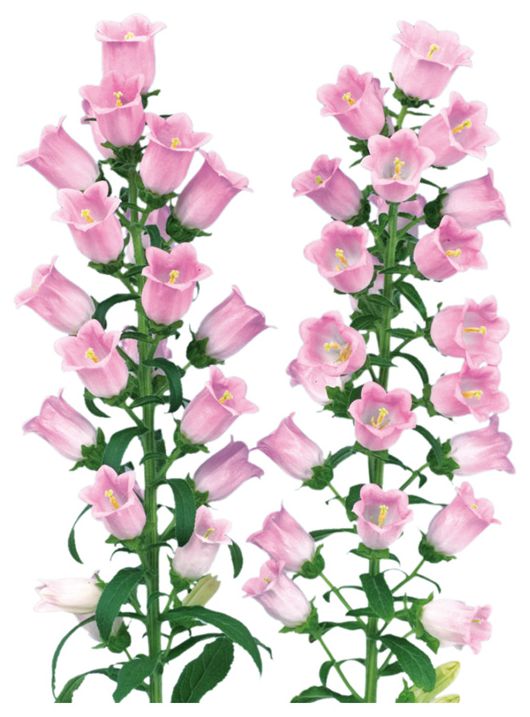 챠임 라이트핑크