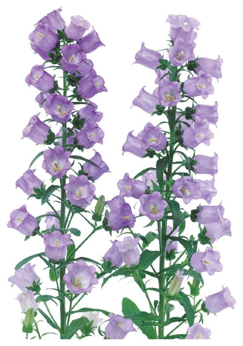 챠임 스카이블루