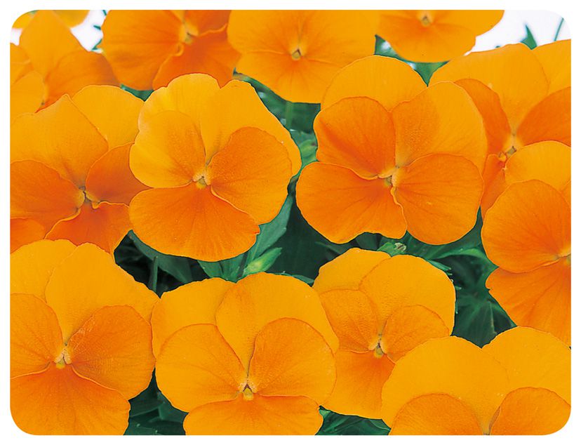 요쿠사쿠스미레 마멀레이드ver.2