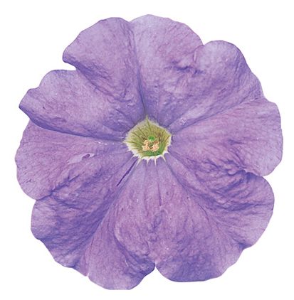 바카라 라이트블루