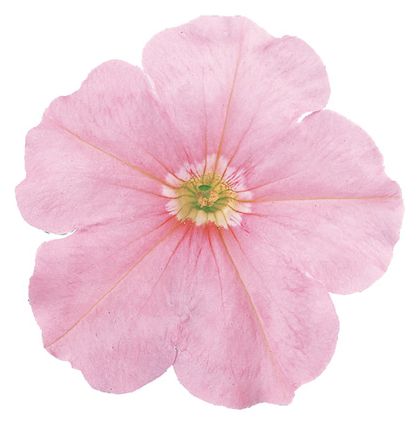 바카라 라이트살몬