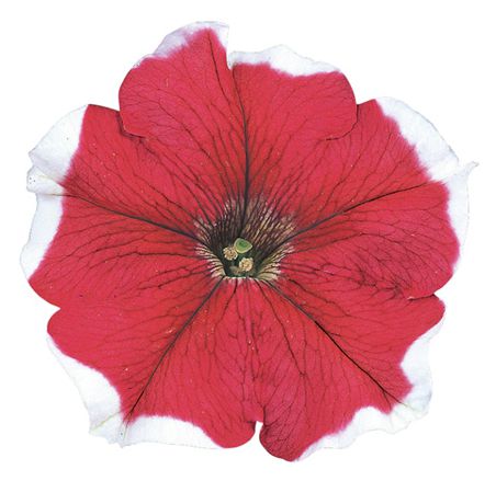 바카라 레드피코티