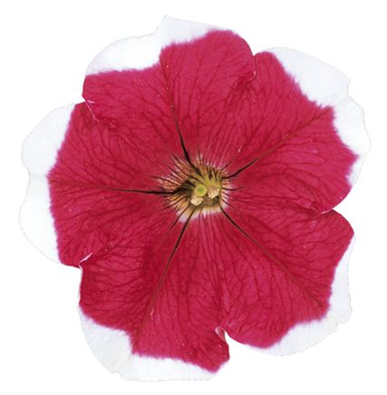 바카라 로즈피코티