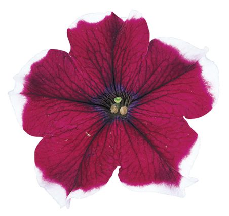 바카라 버건디피코티