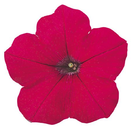 바카라 체리로즈