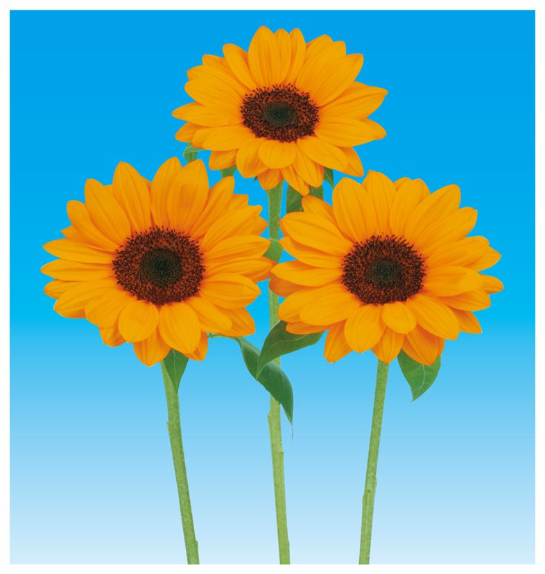 빈센트 2형 네이블