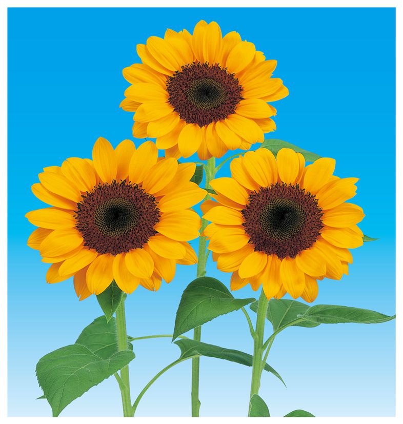 빈센트 2형 오렌지