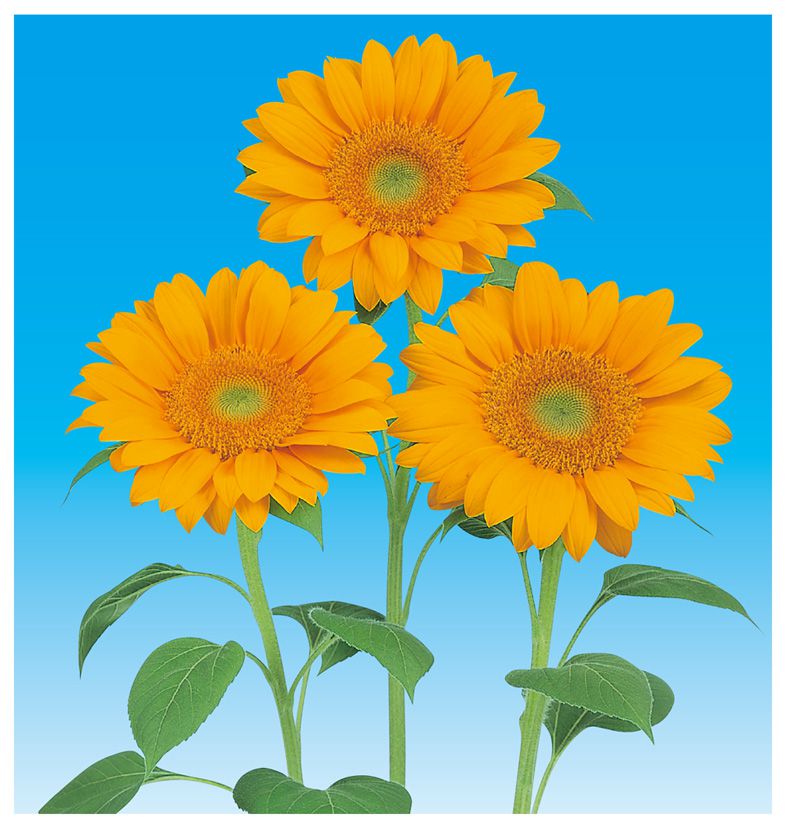 빈센트 2형 클리어오렌지