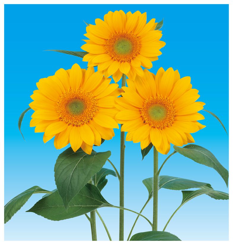 빈센트 2형 클리어오렌지DMR