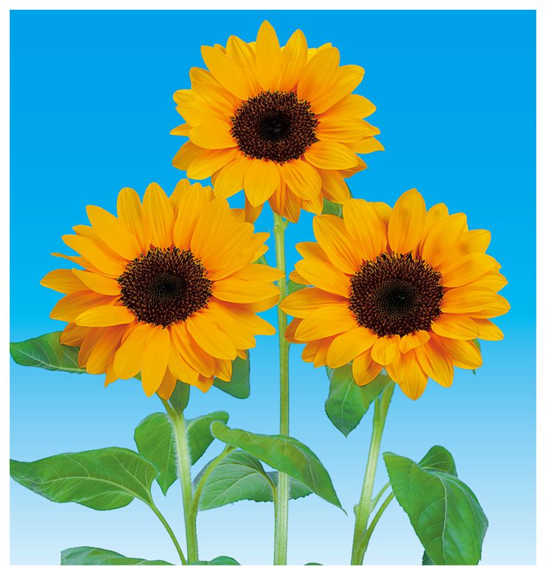 빈센트 2형 탄제린