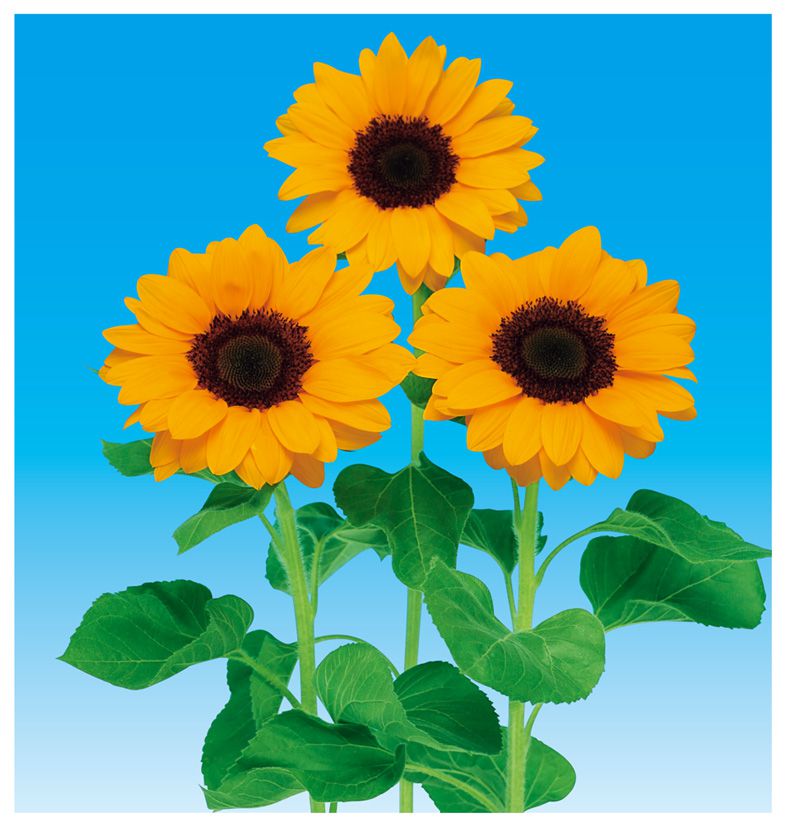 빈센트 2형 탄제린DMR