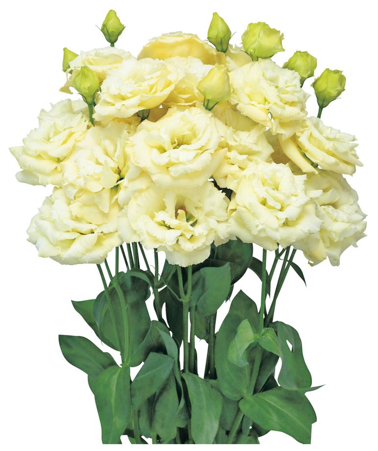 겨울마리아 옐로