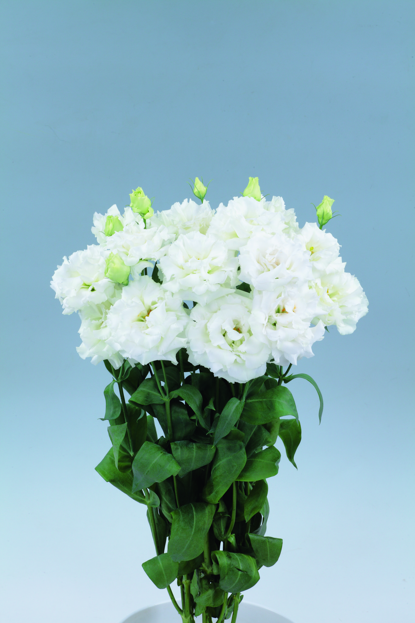 레이나 화이트ver.2