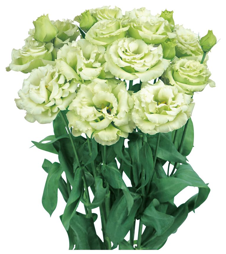 레이나 2형 그린