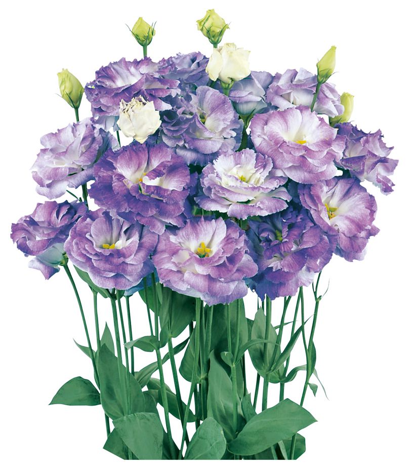 레이나 2형 블루플래쉬