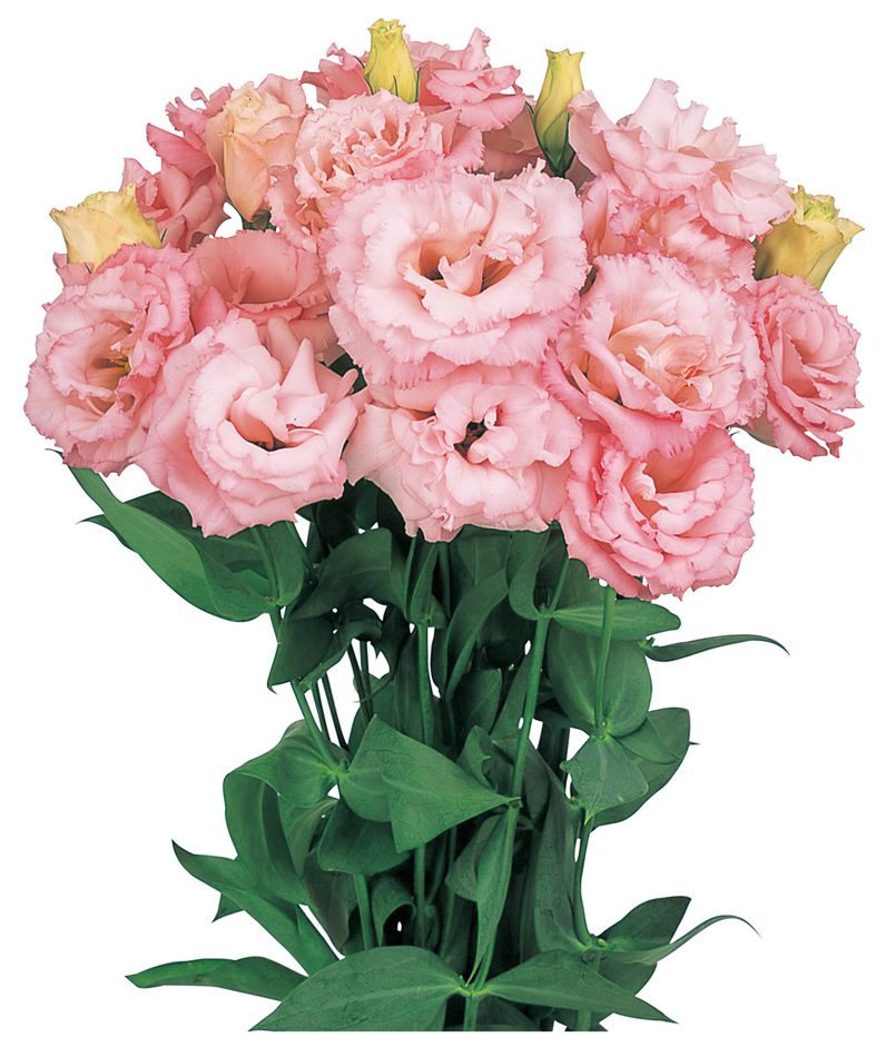 레이나 2형 핑크