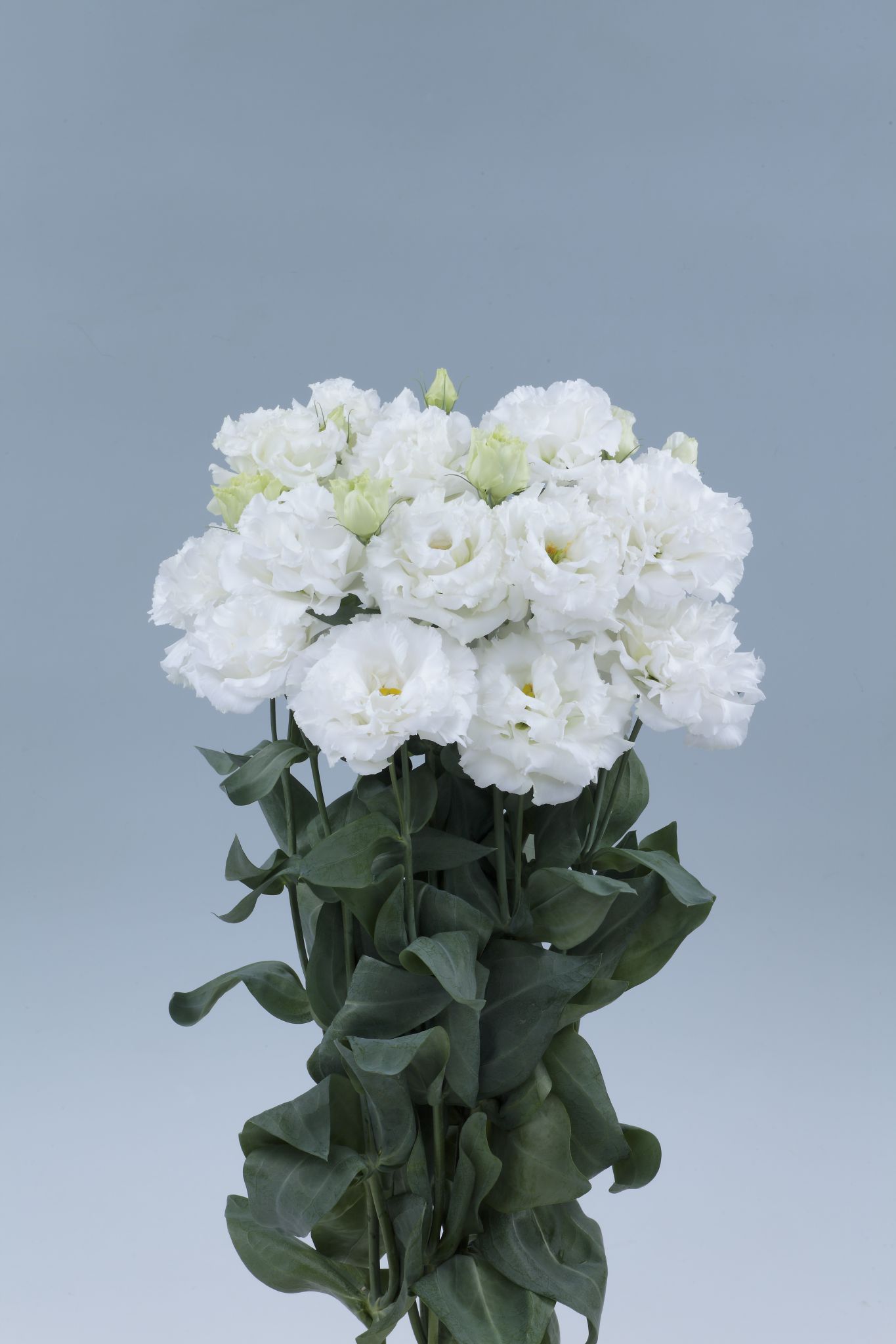 레이나 2형 화이트