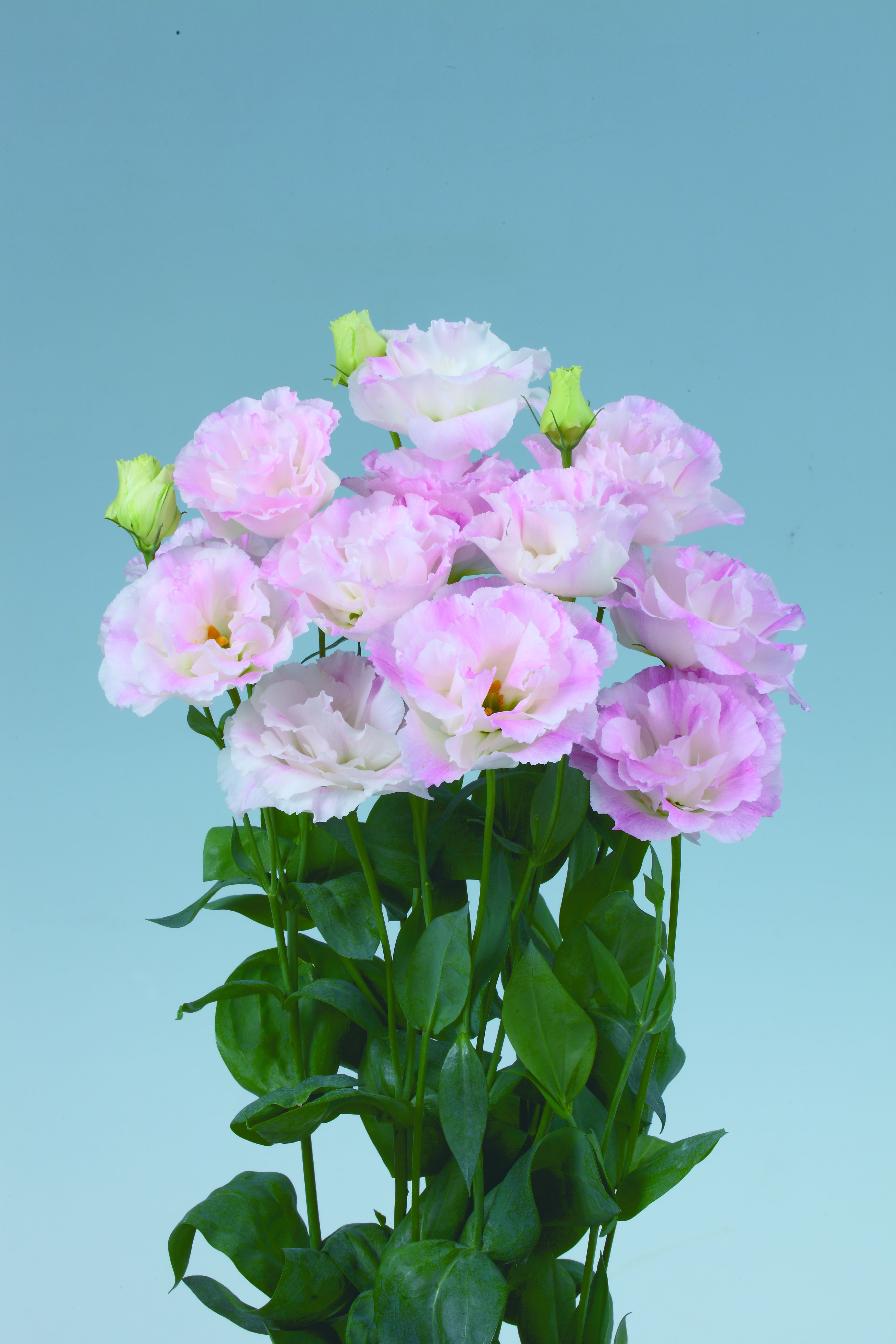 레이나 3형 핑크 플레쉬