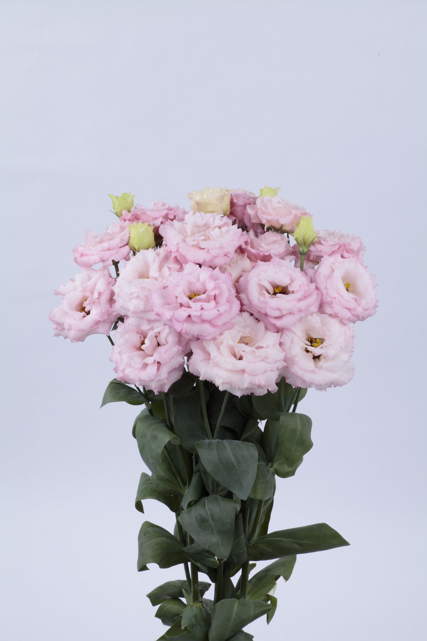 마키아 2형 핑크