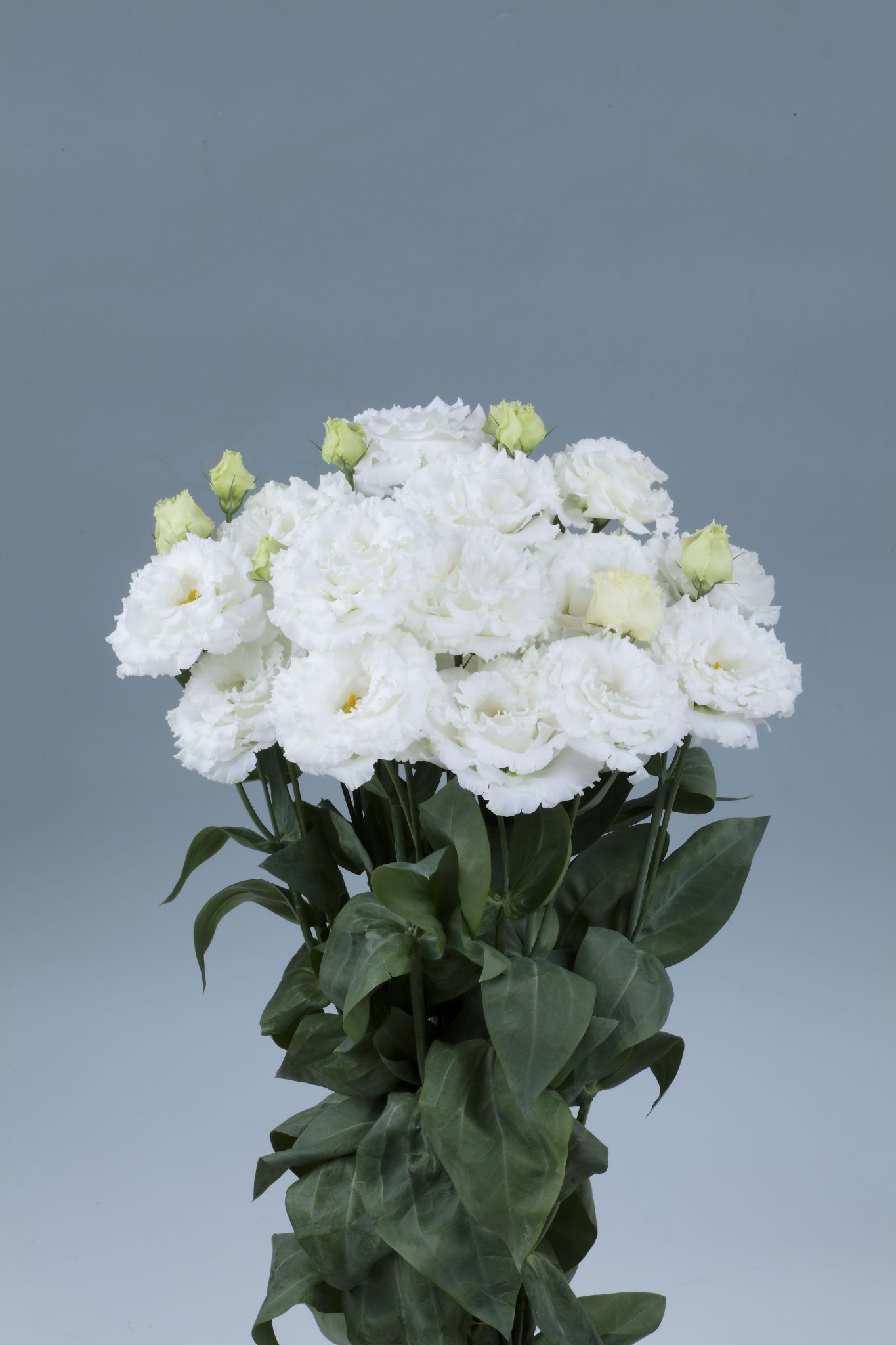 마키아 2형 화이트