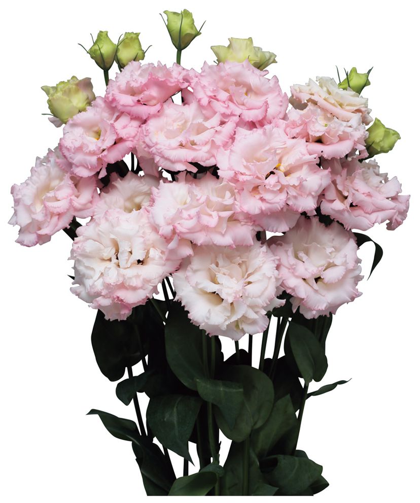 마키아 라이트핑크