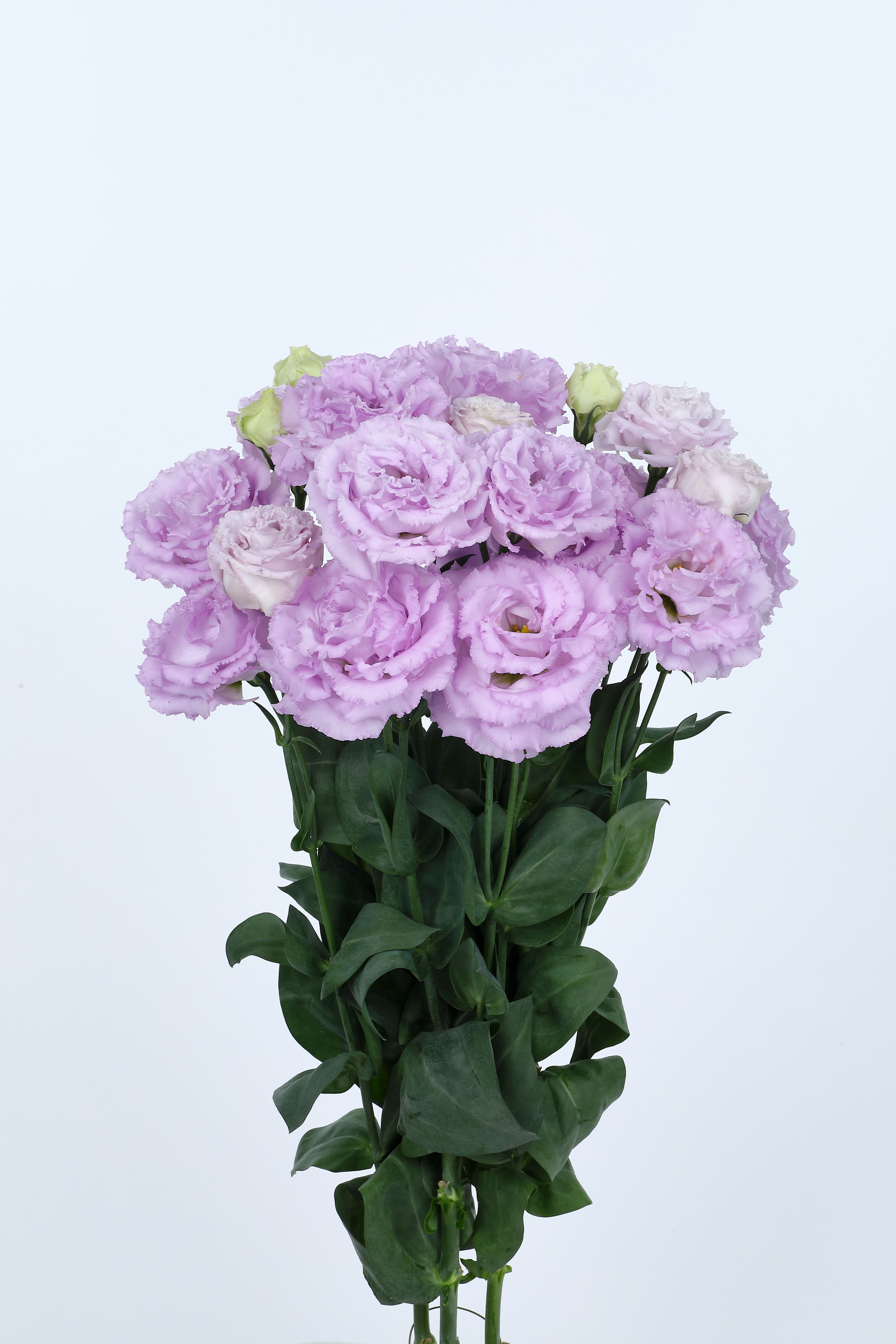 보야쥬 1형 라벤다