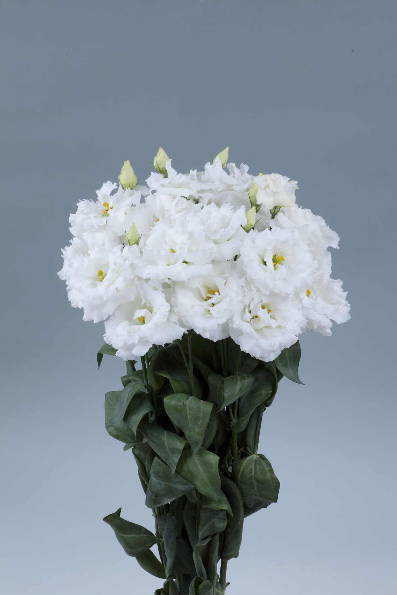 보야쥬 1형 스노