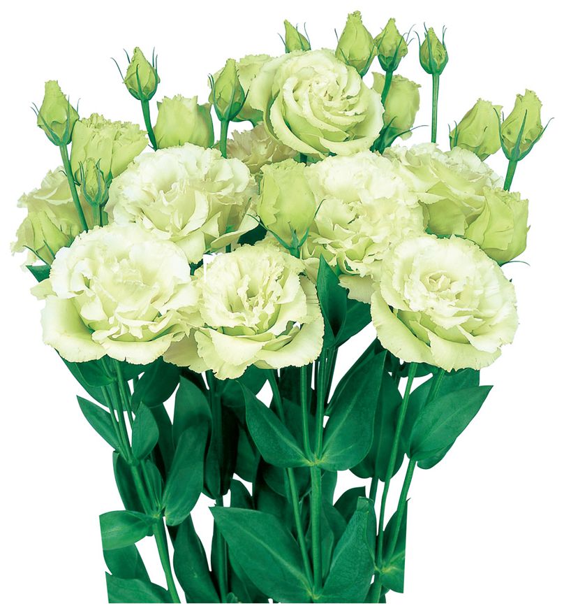 보야쥬1형 그린