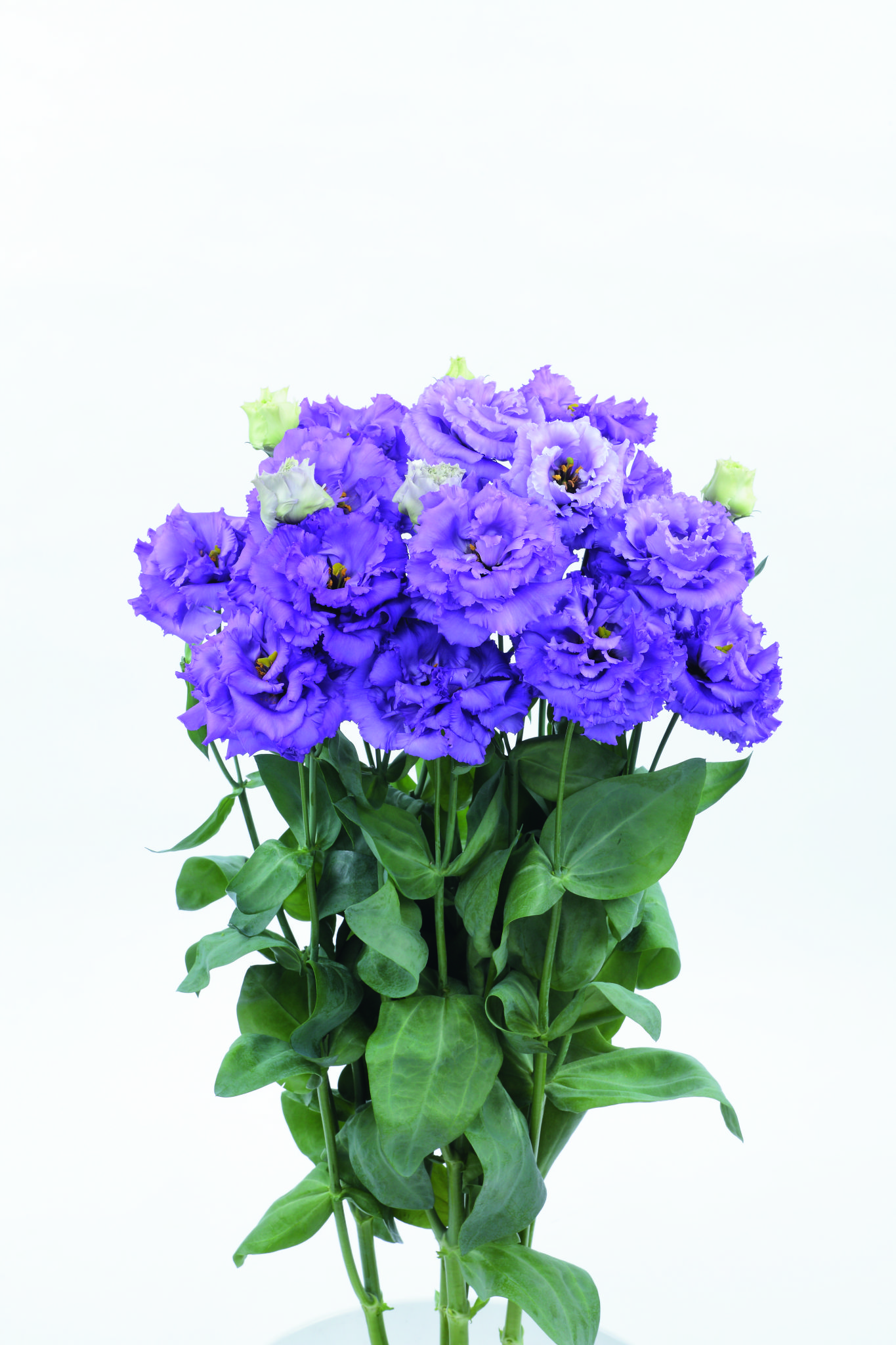 보야쥬 1형 블루