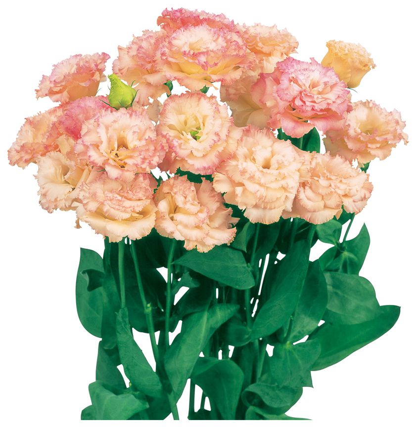 보야쥬 1형 샴페인