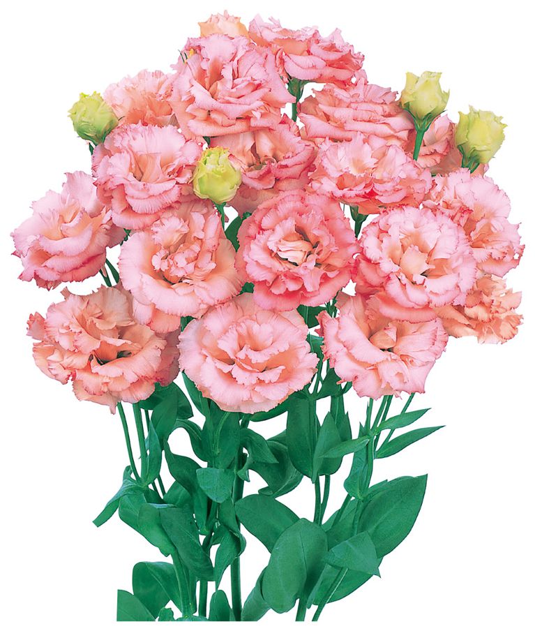 보야쥬 1형 아프리코트