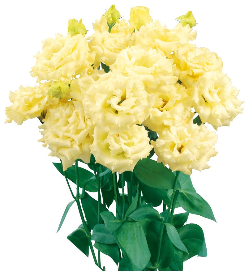 보야쥬 1형 옐로ver.2