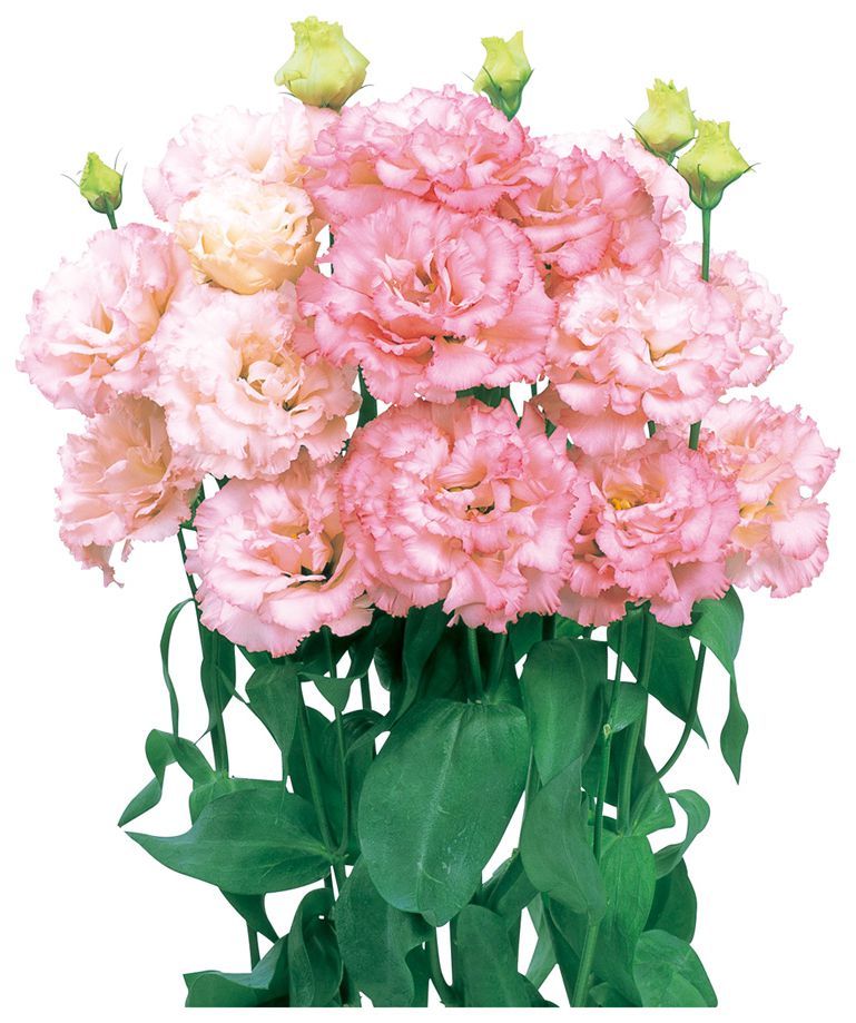 보야쥬 1형 피치