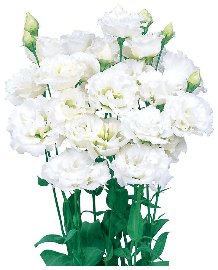 보야쥬 1형 화이트