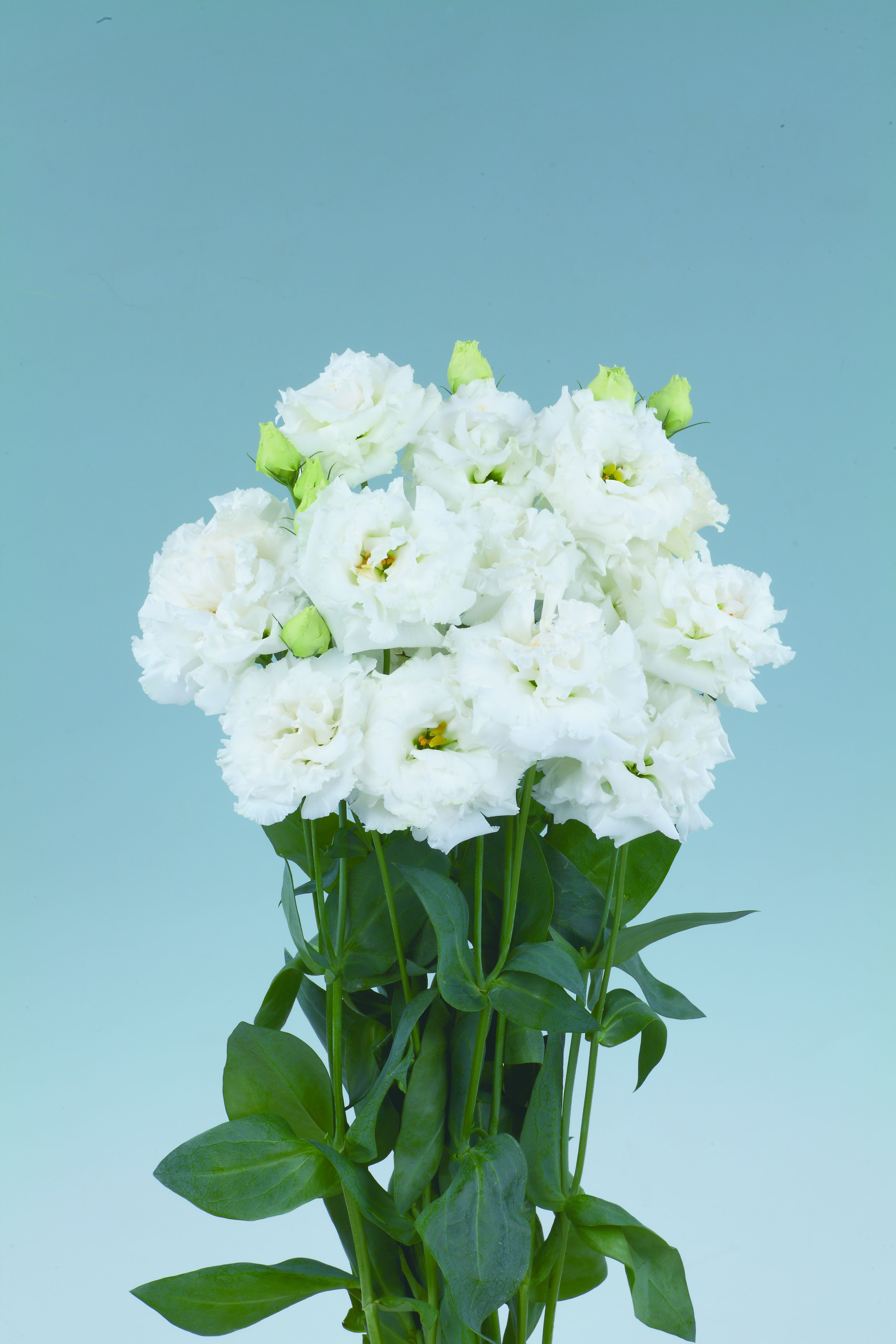 보야쥬 1형 퓨어화이트 