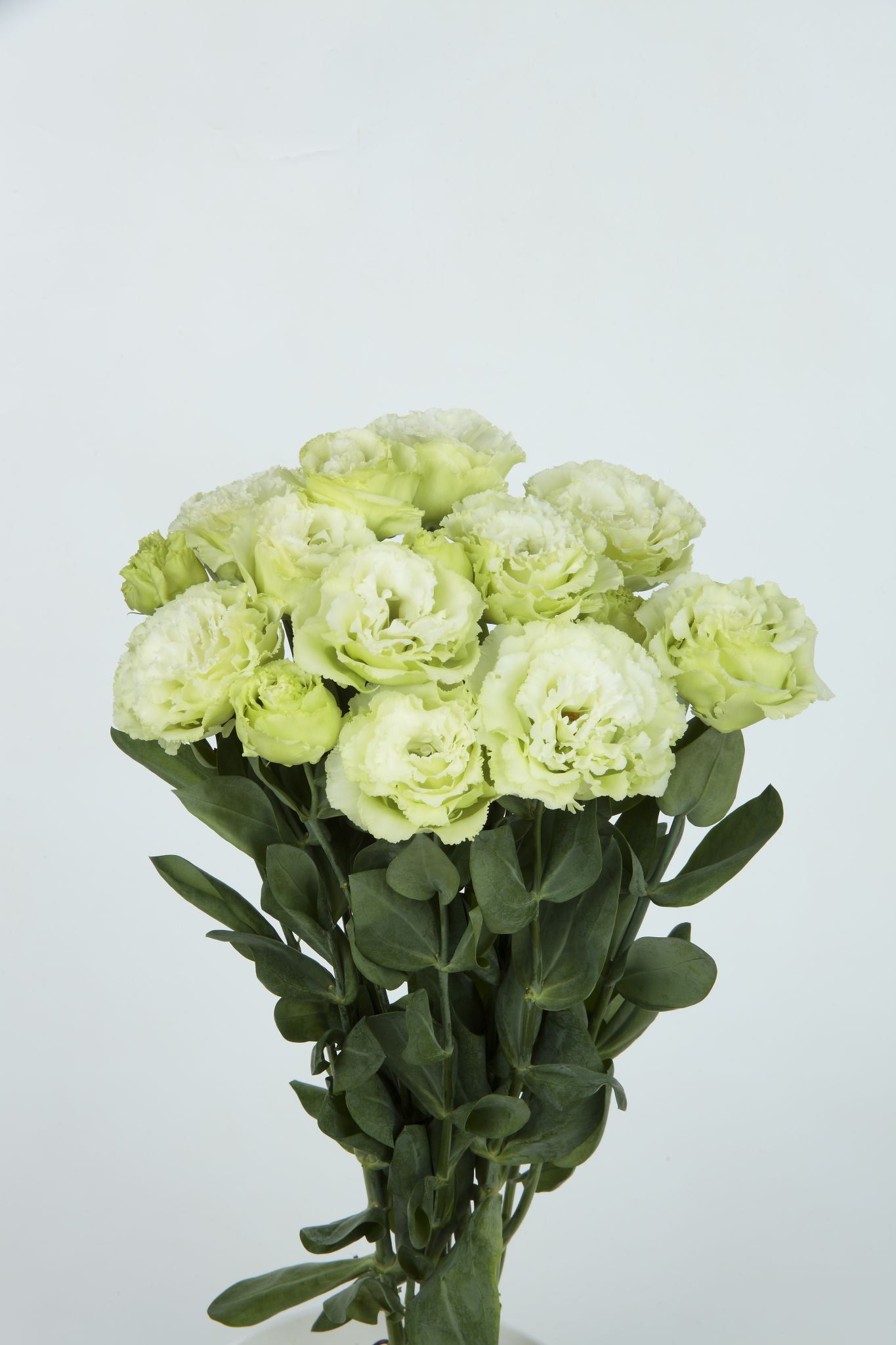 보야쥬 2형 미도리