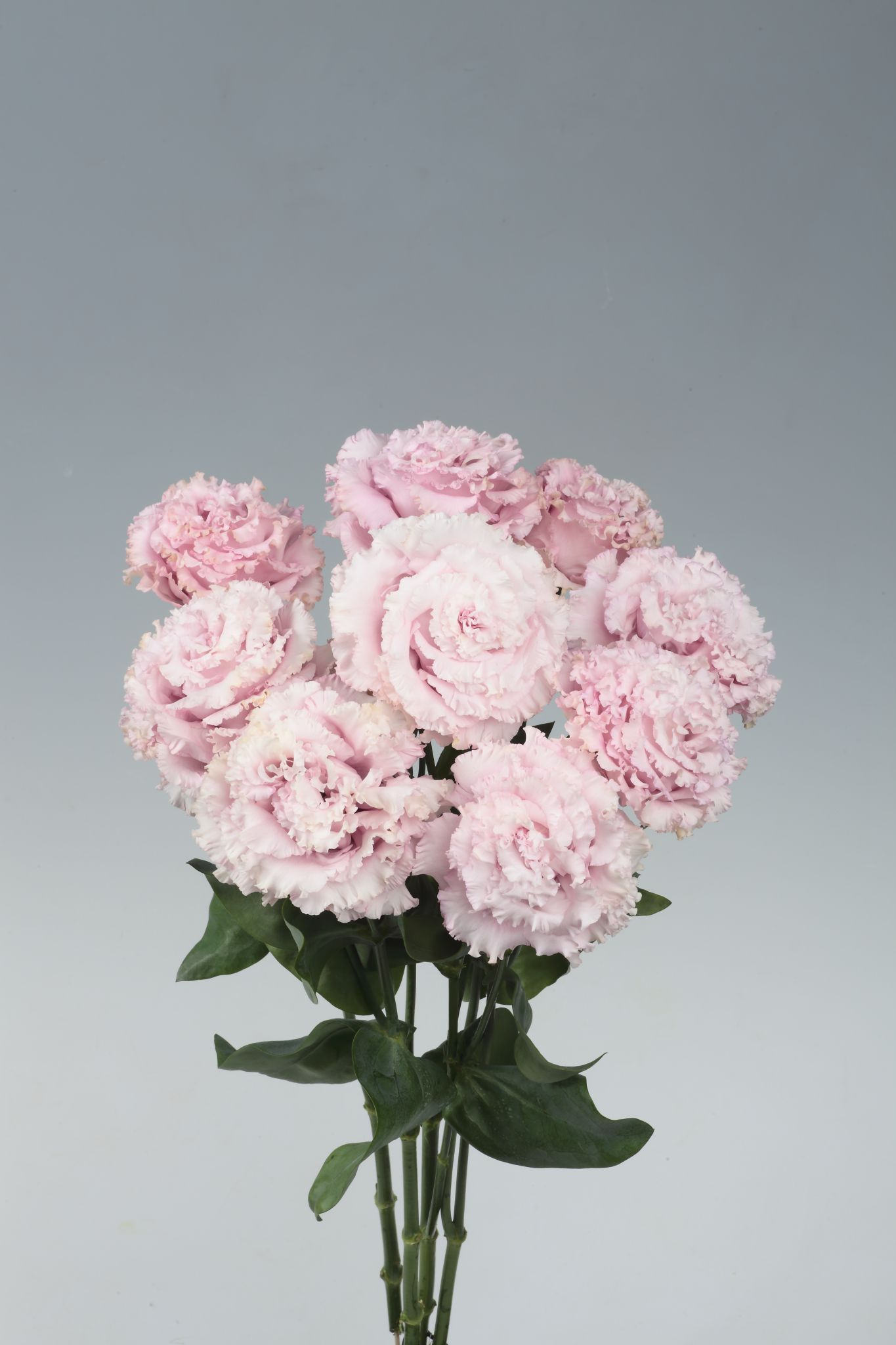 보야쥬 2형 핑크ver.2 