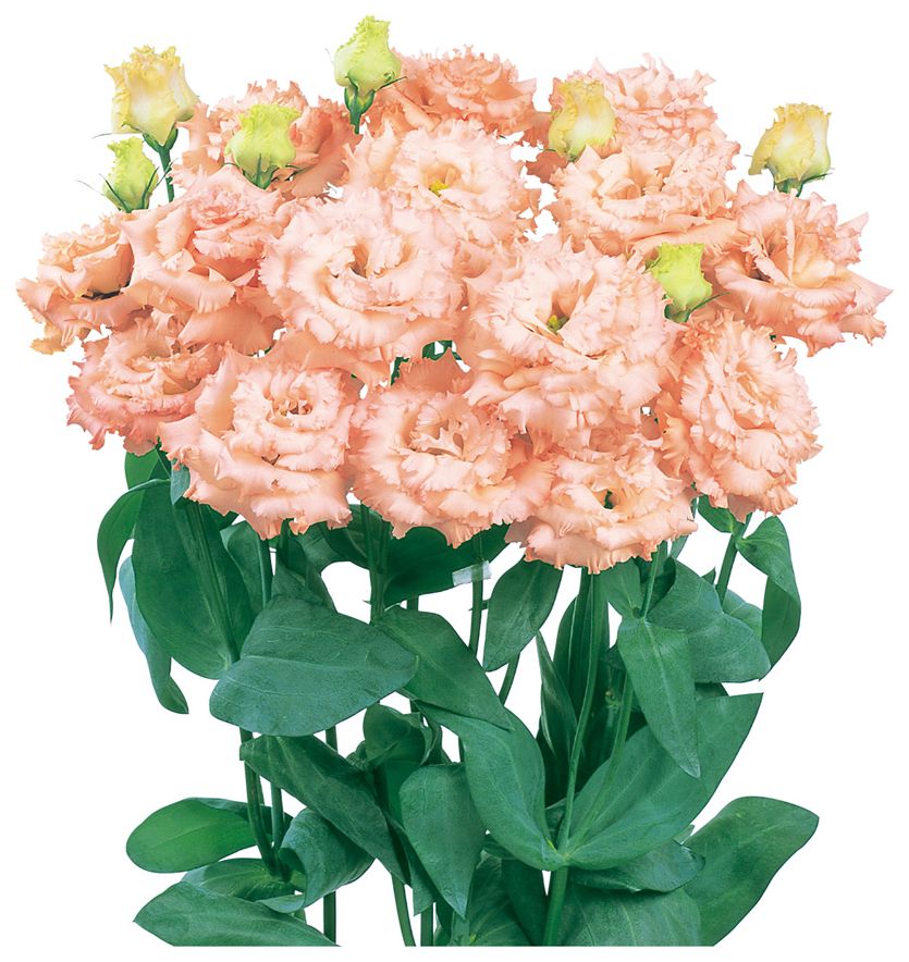 보야쥬 2형 라이트아프리코트