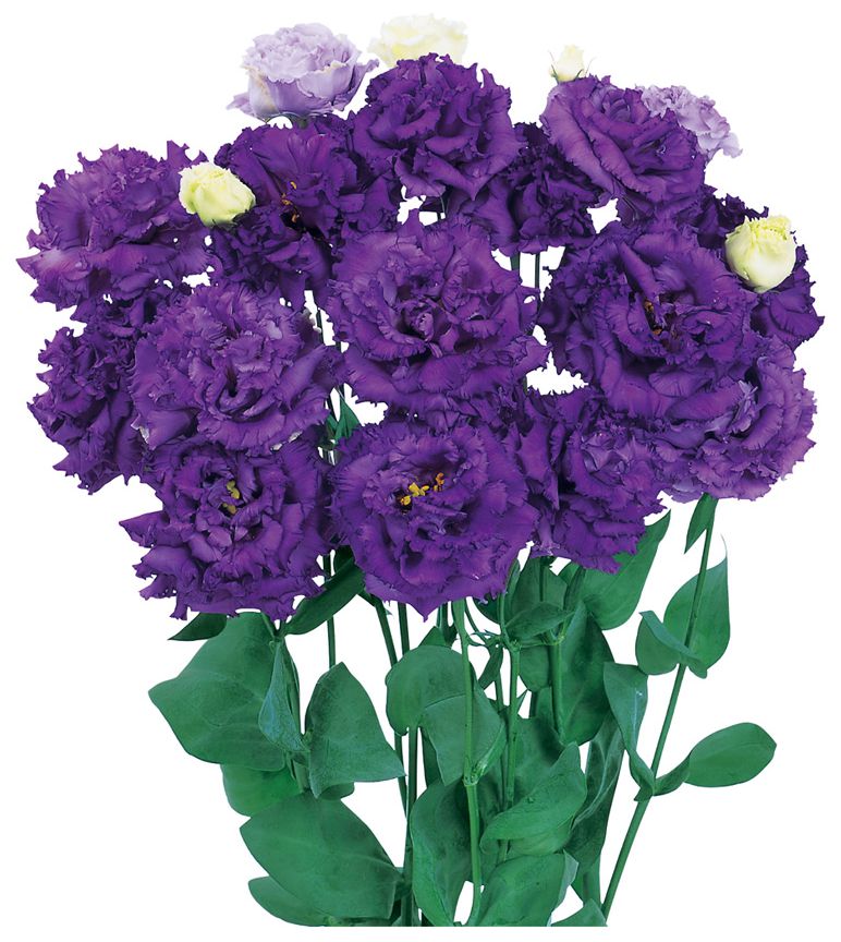 보야쥬 2형 블루