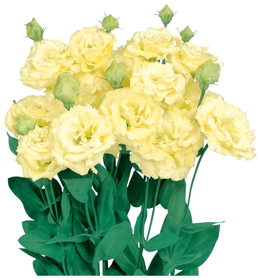 보야쥬 2형 옐로